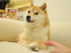 火遍全球!Doge表情包原型
